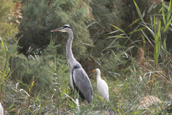 CAMARGUE 2018