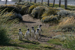 PUNTA ARENAS