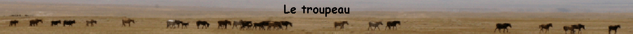 Le troupeau