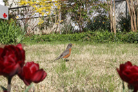 American Robin - Merle d'Amérique